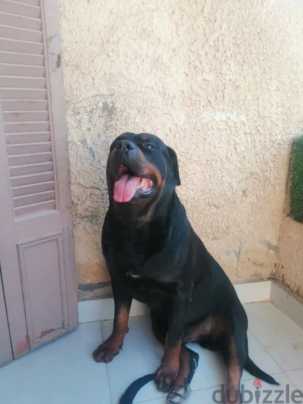 كلب روت وايلر الماني  Rottweiler male 1