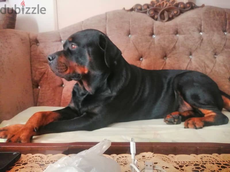 كلب روت وايلر الماني  Rottweiler male 2