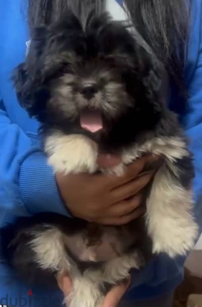 Havanese puppy