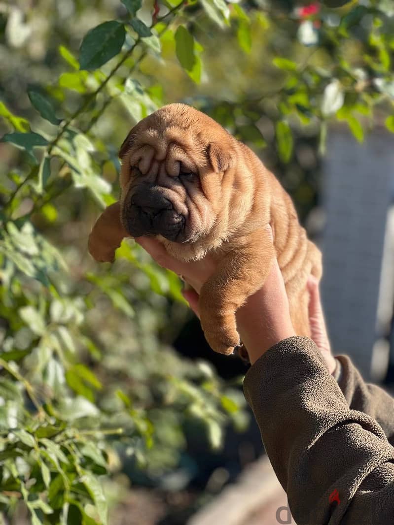 shar pei dog for sale with All Documents 0