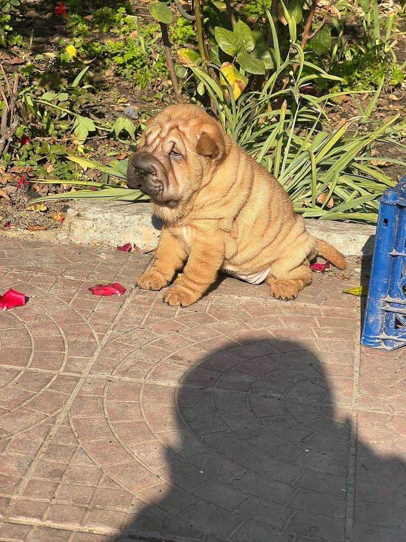 shar pei dog for sale with All Documents 1