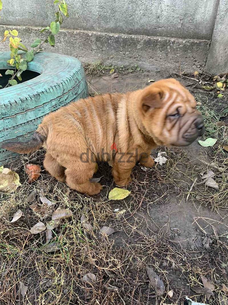 shar pei dog for sale with All Documents 2