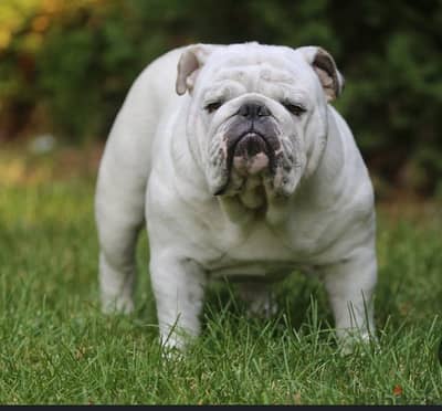 English bulldog