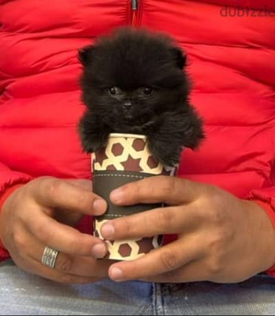 pomeranian