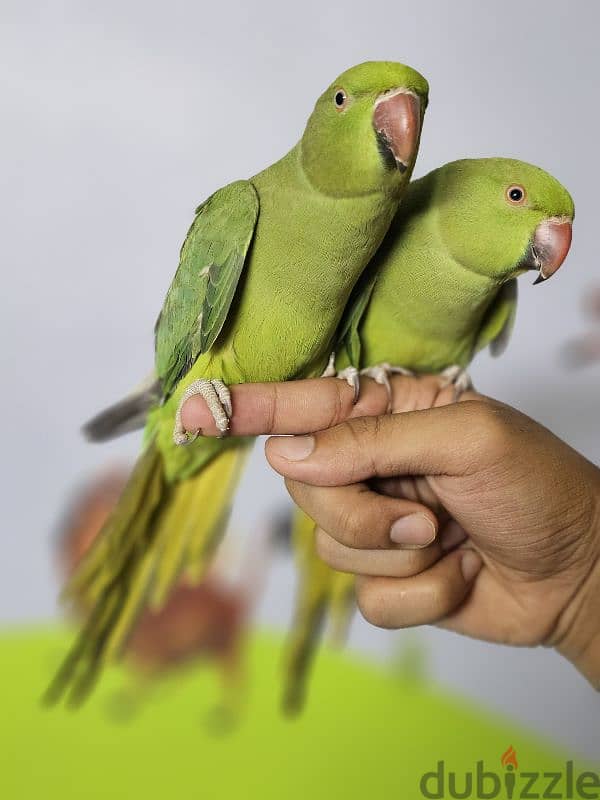 ببغاء/ بغبغان دره هندي متدرب اليف لا يوجد عض نهائي  parrot 0