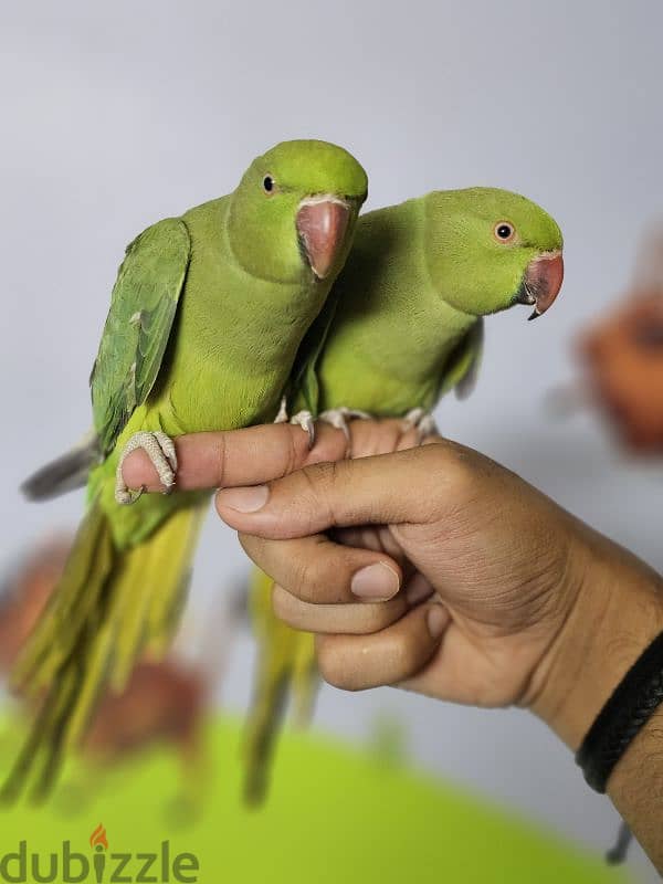 ببغاء/ بغبغان دره هندي متدرب اليف لا يوجد عض نهائي  parrot 1