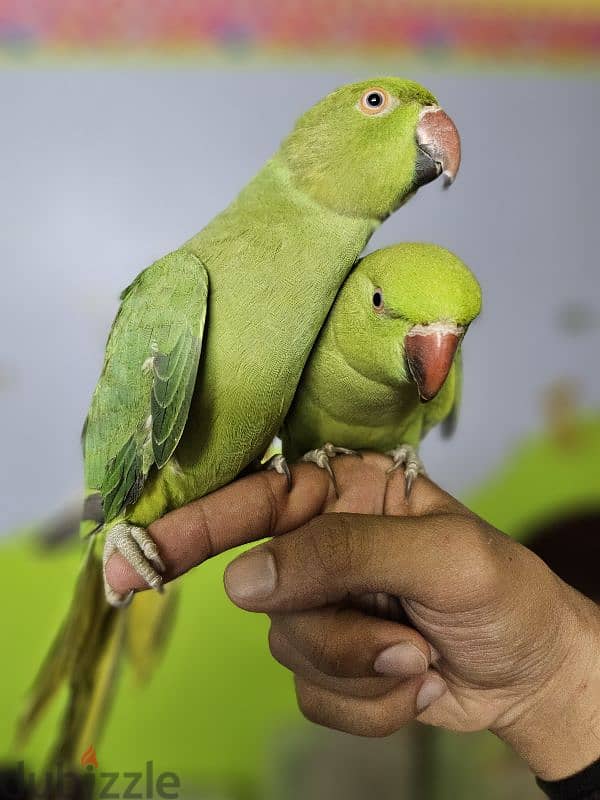 ببغاء/ بغبغان دره هندي متدرب اليف لا يوجد عض نهائي  parrot 3