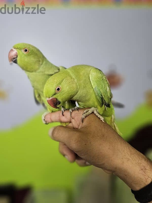 ببغاء/ بغبغان دره هندي متدرب اليف لا يوجد عض نهائي  parrot 4