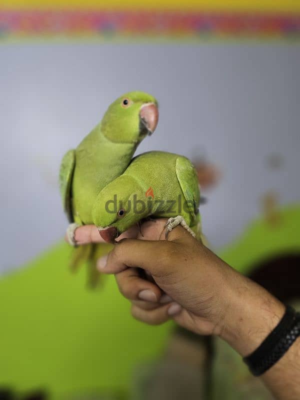 ببغاء/ بغبغان دره هندي متدرب اليف لا يوجد عض نهائي  parrot 6