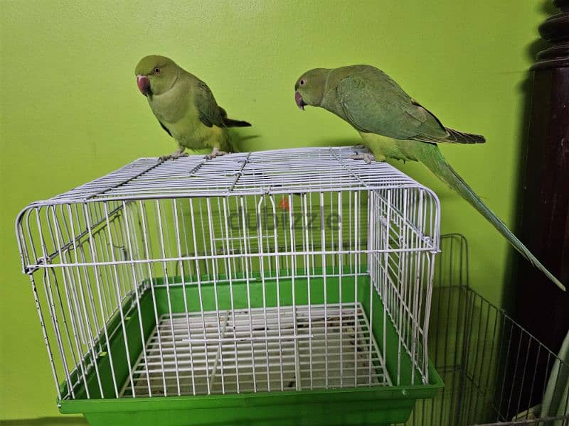 ببغاء/ بغبغان دره هندي متدرب اليف لا يوجد عض نهائي  parrot 9