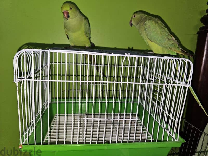 ببغاء/ بغبغان دره هندي متدرب اليف لا يوجد عض نهائي  parrot 10