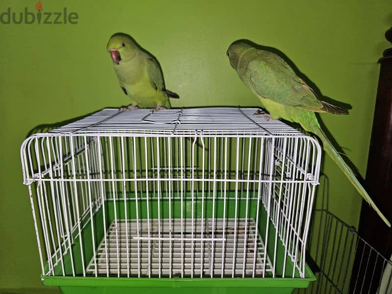 ببغاء/ بغبغان دره هندي متدرب اليف لا يوجد عض نهائي  parrot 11