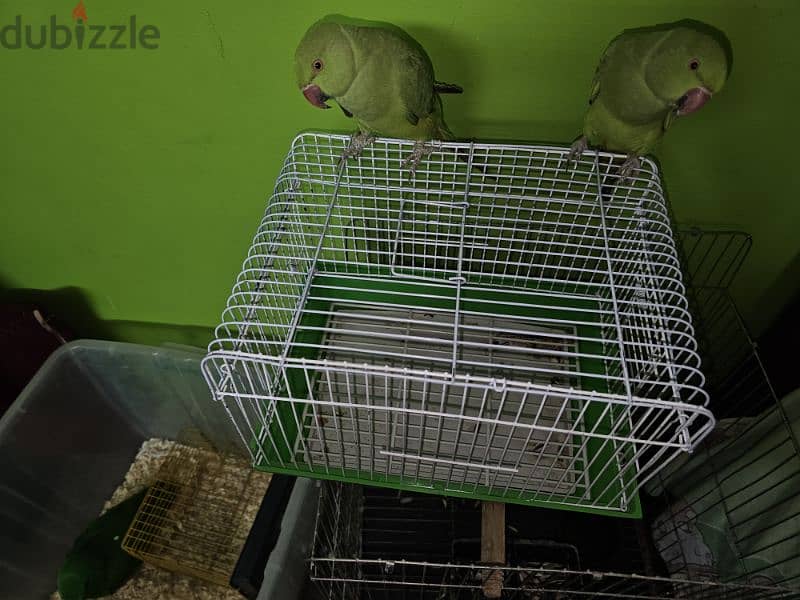 ببغاء/ بغبغان دره هندي متدرب اليف لا يوجد عض نهائي  parrot 12