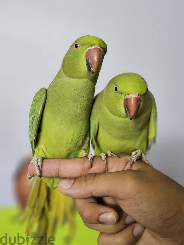 ببغاء/ بغبغان دره هندي متدرب اليف لا يوجد عض نهائي  parrot 13