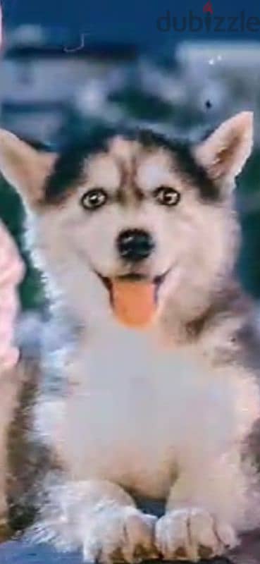 ممنوعات يصحبي (Husky) 2