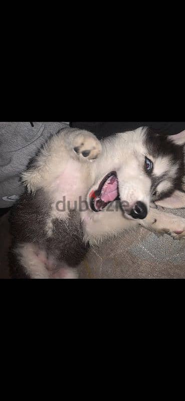 ممنوعات يصحبي (Husky) 4