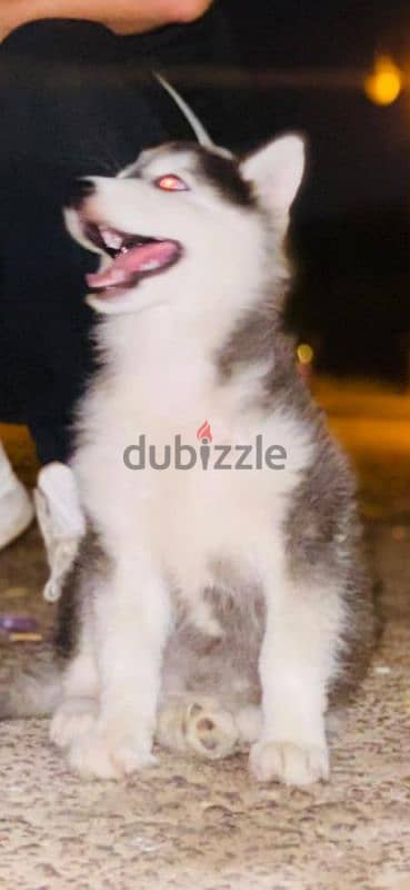 ممنوعات يصحبي (Husky) 6