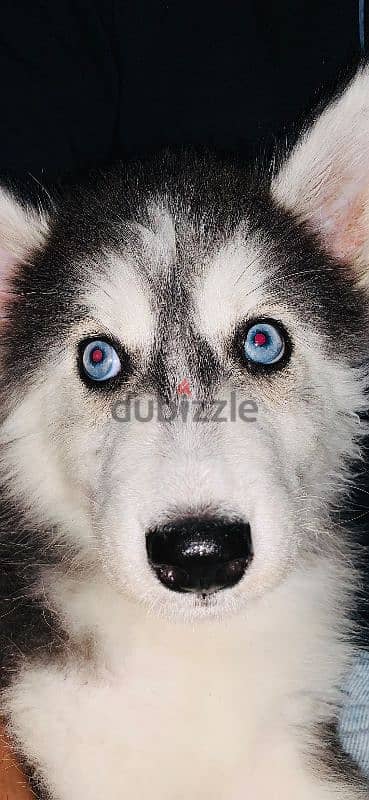 ممنوعات يصحبي (Husky) 7