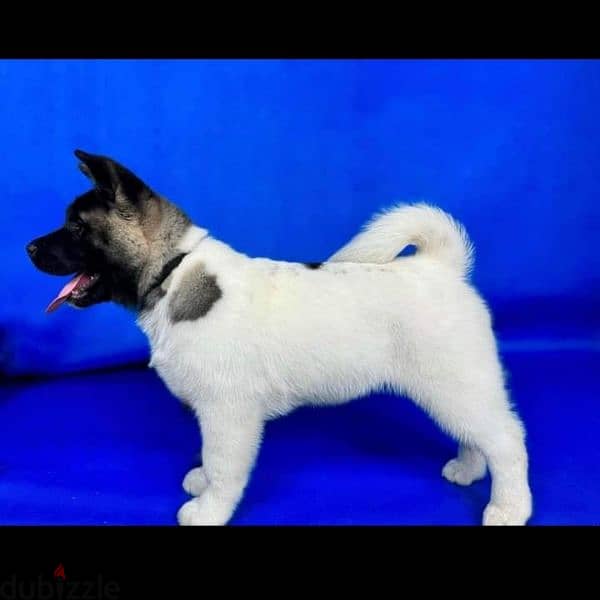 American Akita female (white & brown ) 0