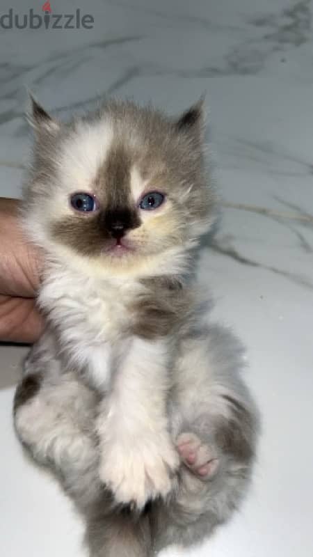 kitten new born for sale 0