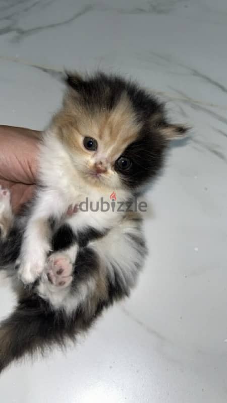 kitten new born for sale 1