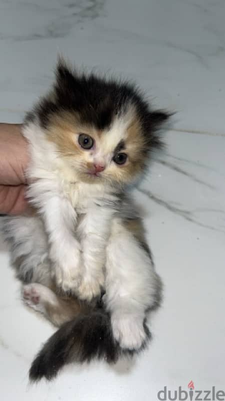 kitten new born for sale 2