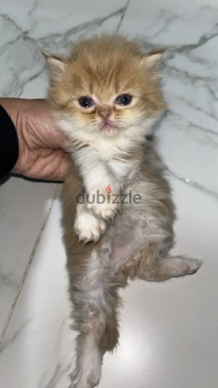 kitten new born for sale 3