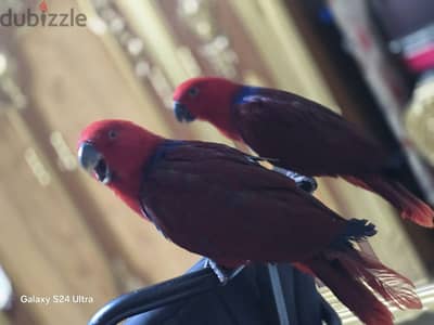 eclectus parrot female