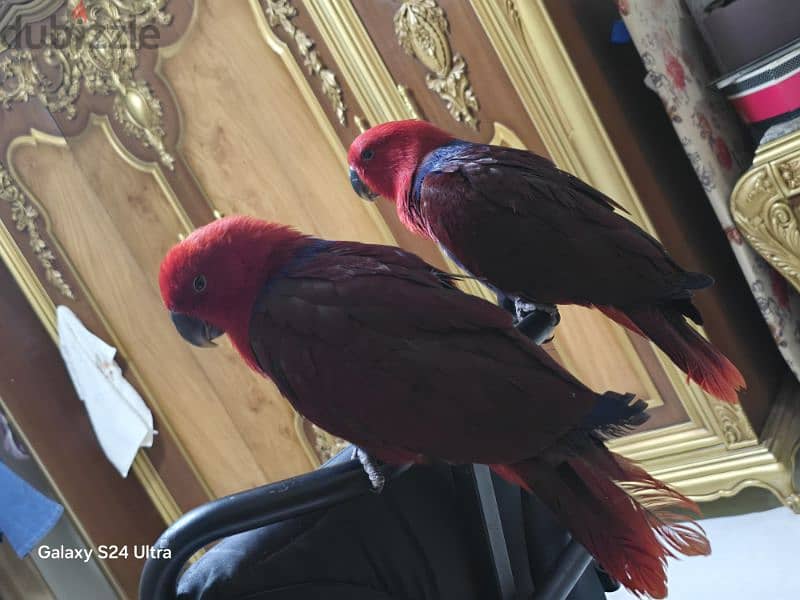 eclectus parrot female 1