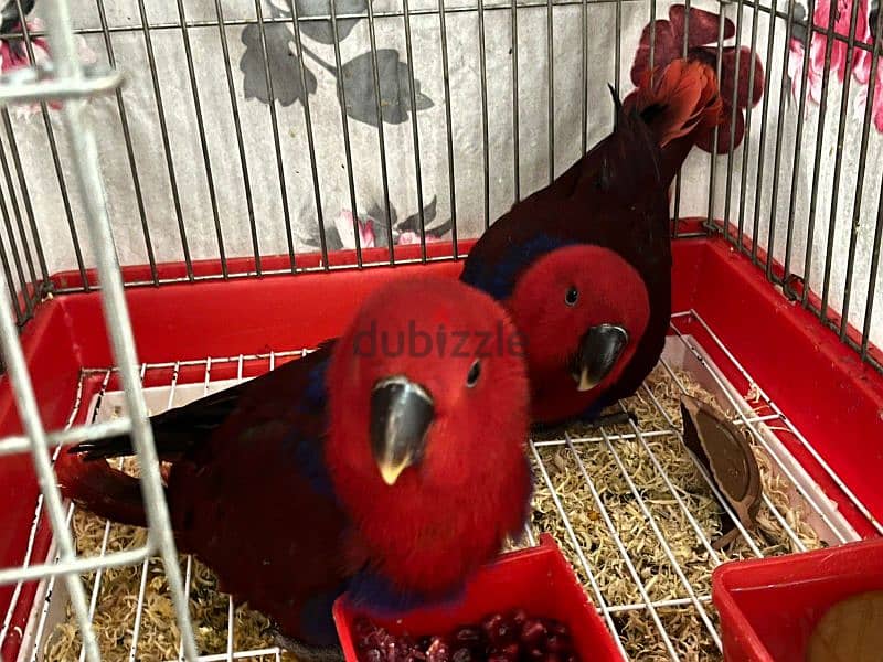 eclectus parrot female 3