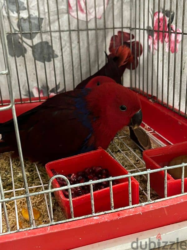 eclectus parrot female 6