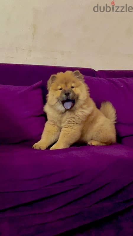 جرو تشاو تشاو. chow chow 0