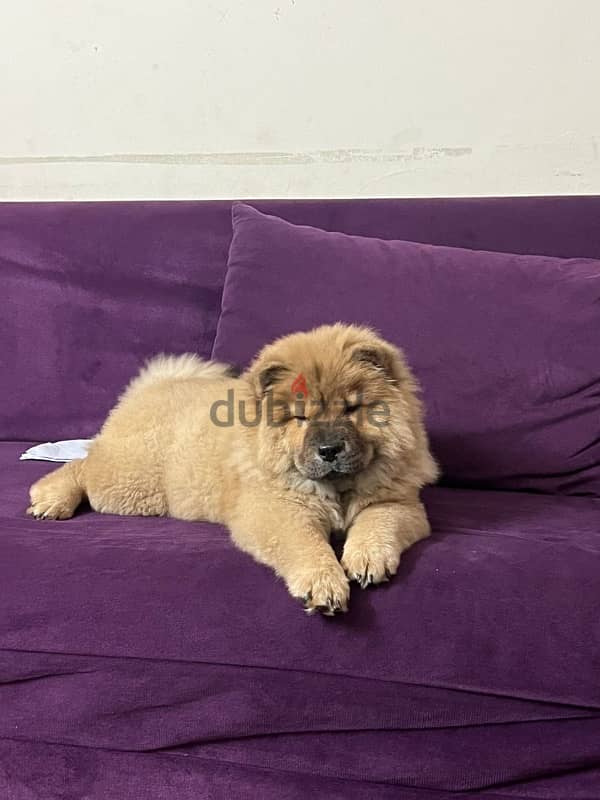 جرو تشاو تشاو. chow chow 2