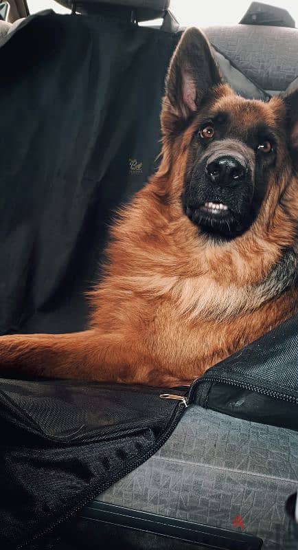 نتايه جيرمن شيبرد Female German shepherd 0