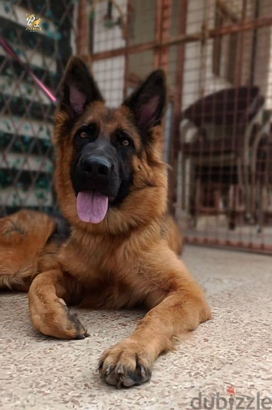 نتايه جيرمن شيبرد Female German shepherd 1