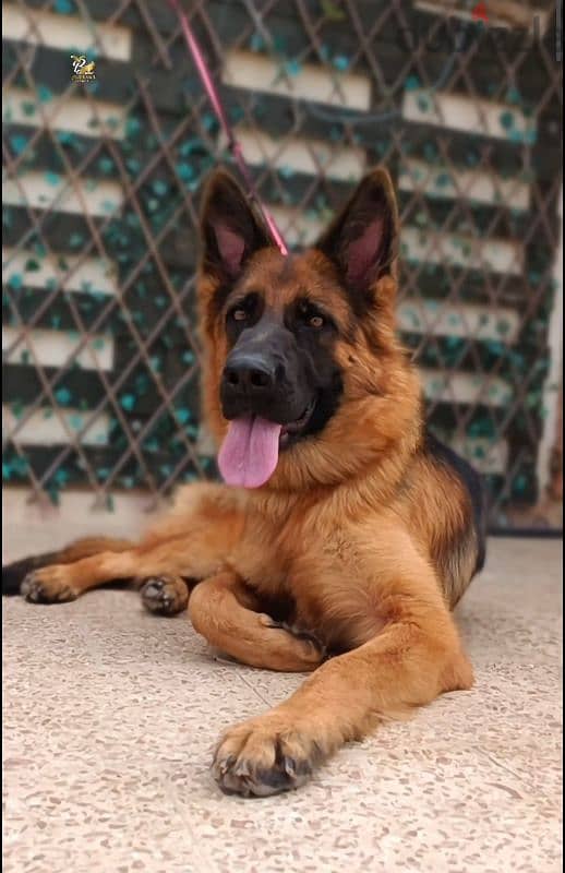 نتايه جيرمن شيبرد Female German shepherd 3