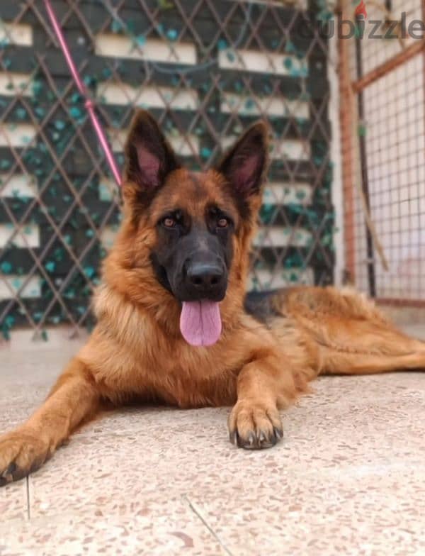 نتايه جيرمن شيبرد Female German shepherd 4