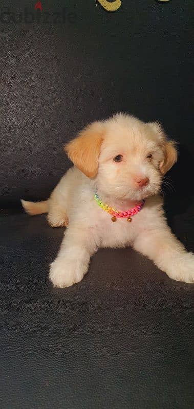 أجمل ولد هافانيز Havanese ميني بيورر عيون ملونه وريد نوذ 5