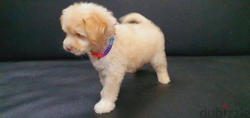 أجمل ولد هافانيز Havanese ميني بيورر عيون ملونه وريد نوذ 6