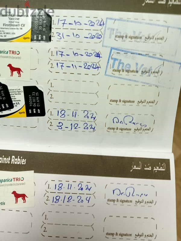 بنوته جولدن ريتريفير بيور مطعمة كل حاجة 1