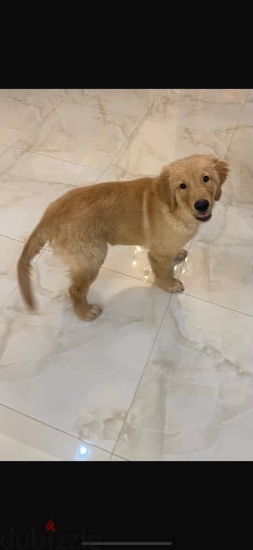 male golden retriever