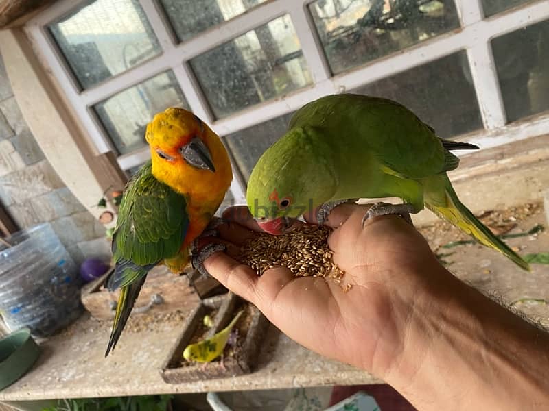 Friendly Parrots 4