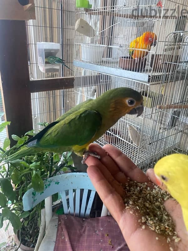 Friendly Parrots 6