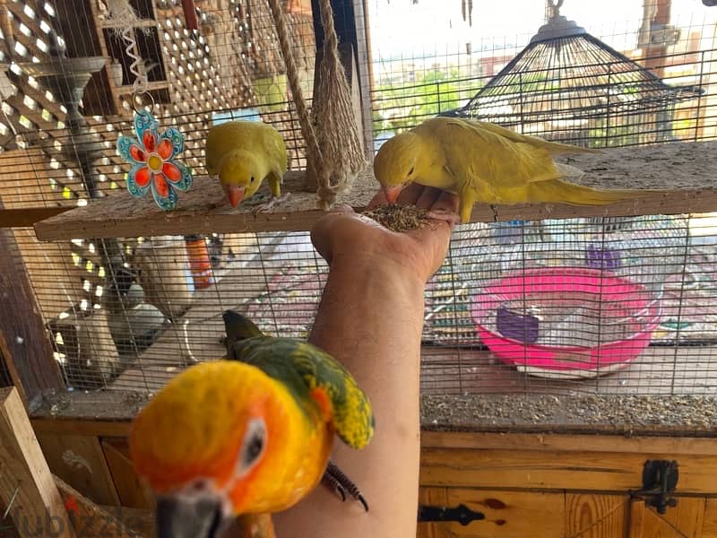 Friendly Parrots 8