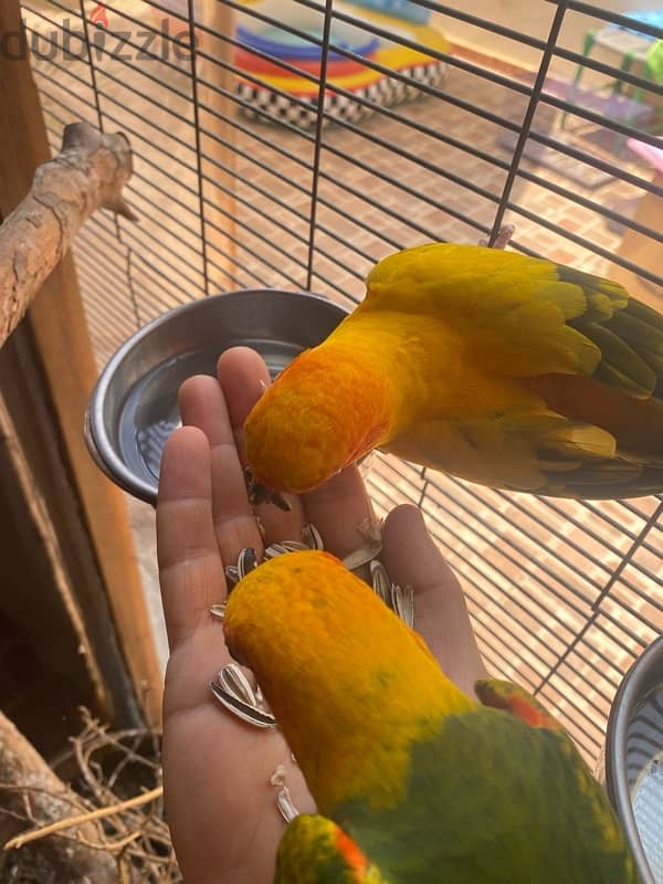 Friendly Parrots 13