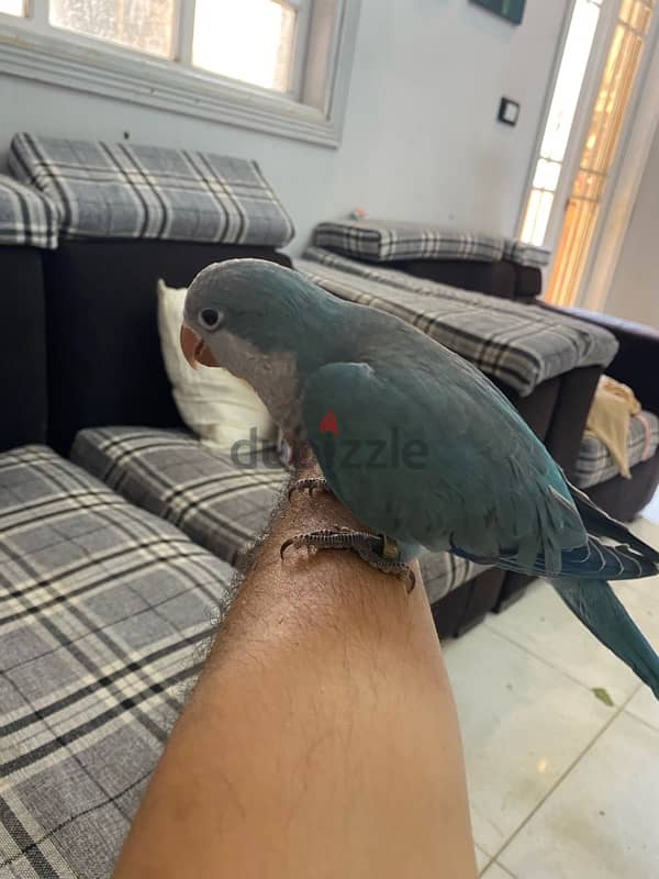 Friendly Parrots 15