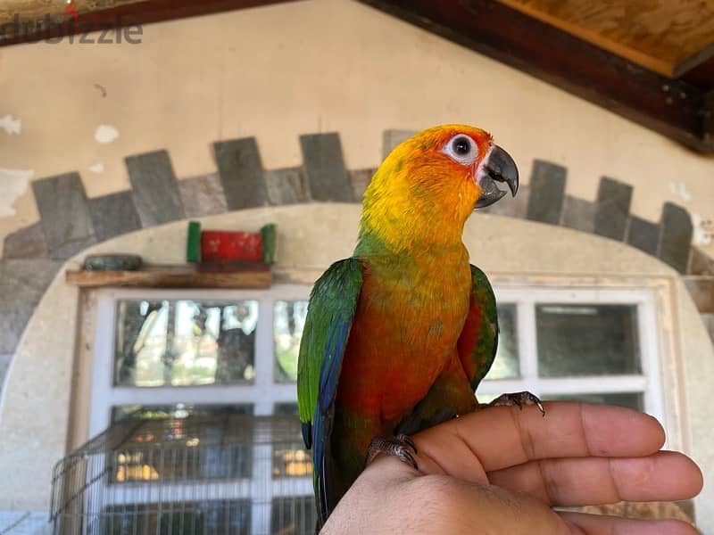 Friendly Parrots 16