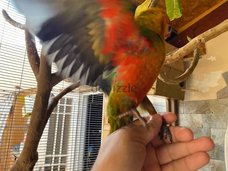 Friendly Parrots 17