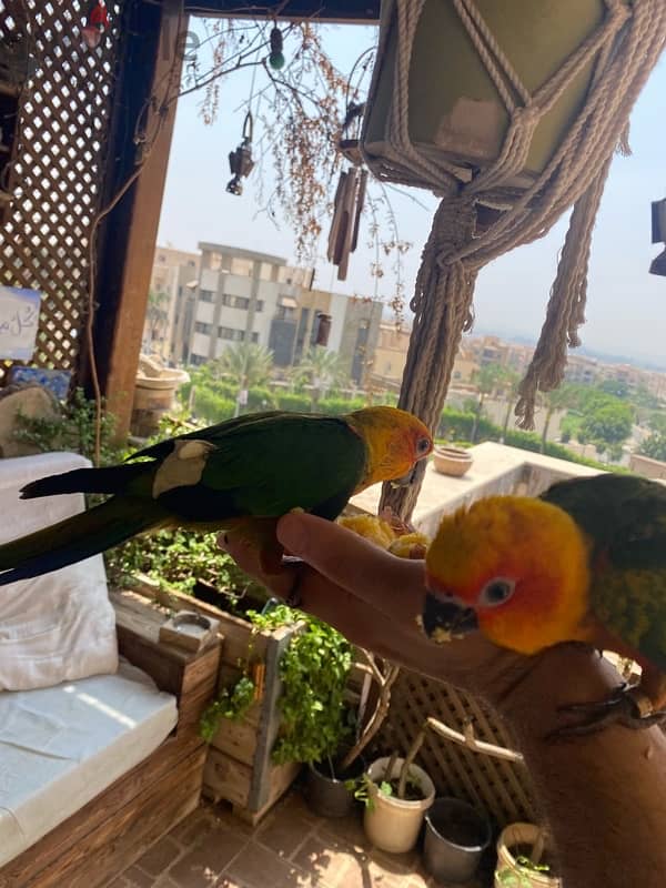 Friendly Parrots 19