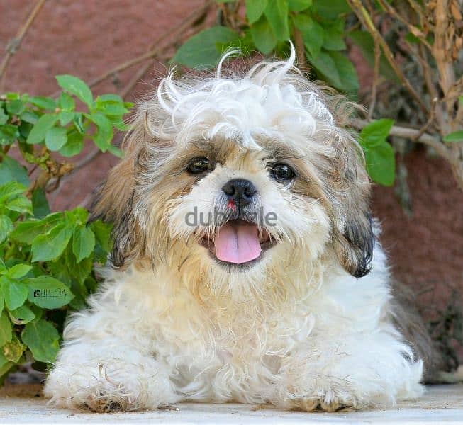 Shih tzu puppies 0